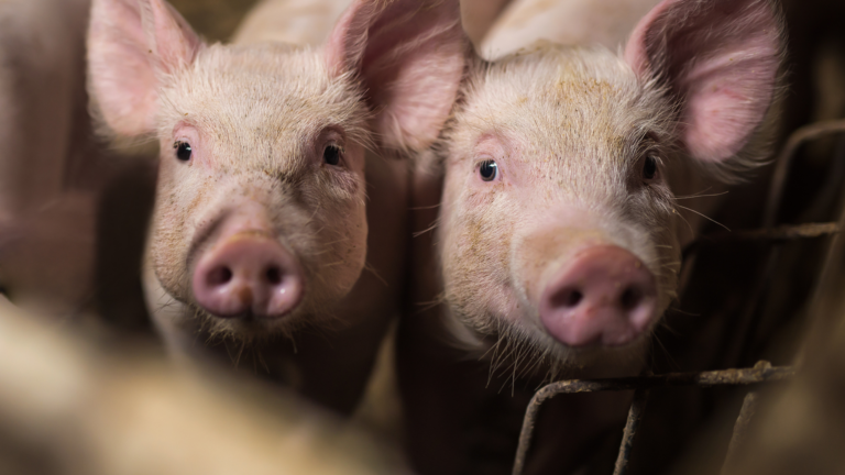 Agressie bij varkens