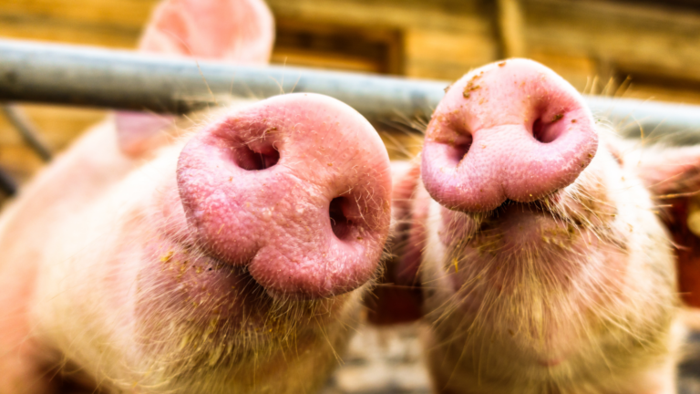 Additieven voor varkens